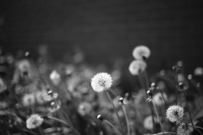 Close-up of flowering plants on field