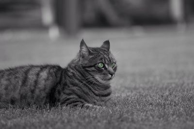 Close-up portrait of cat