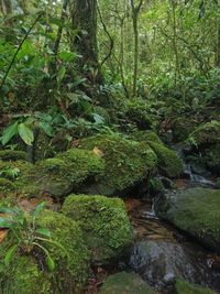 Plants growing by stream in forest