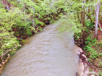 River flowing amidst trees in forest