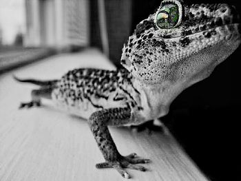 Close-up of lizard