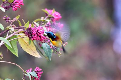 Close-up of butterfly pollinating on pink flower