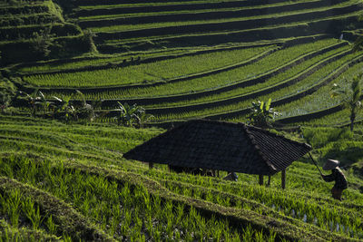 Scenic view of agricultural field