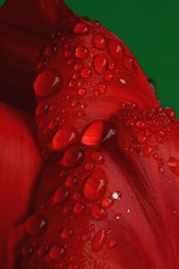 Close-up of wet red rose