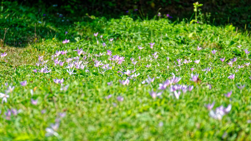 Close-up of purple flowering plants on field