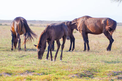 Horses on field