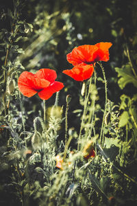 Close-up of red poppy flower on field