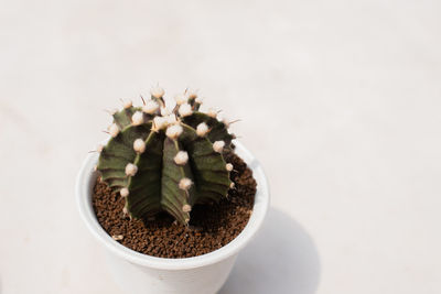 High angle view of small cactus potted plant