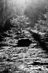 Trees growing in forest