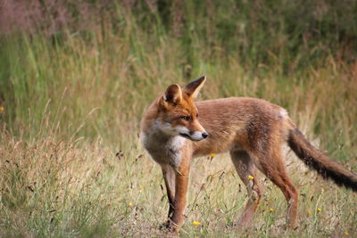 Fox standing on grassy field