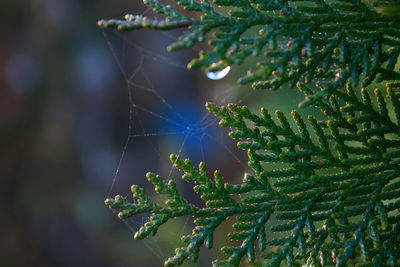 Close-up of spider web on plant