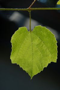 Close-up of green leaf