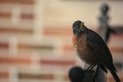 Close-up of bird perching on wood