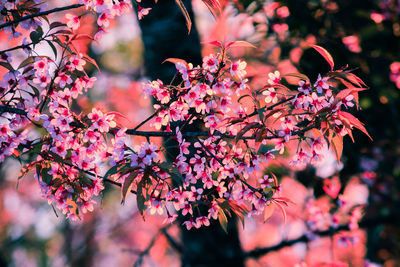 Close-up of pink cherry blossoms in spring