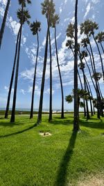 Palm trees on field near the ocean 