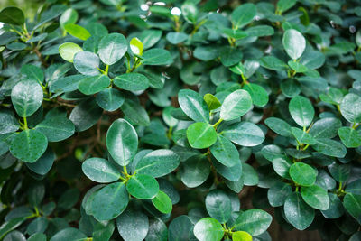 Close-up of green leaves