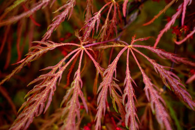 Close-up of red leaves