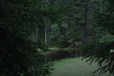 Scenic view of forest