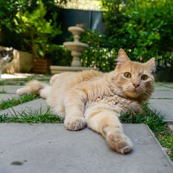 Portrait of cat resting on footpath