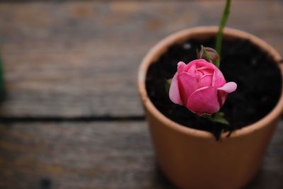Close-up of pink rose flower in pot