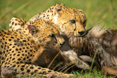 Close-up of two cheetahs feeding on wildebeest