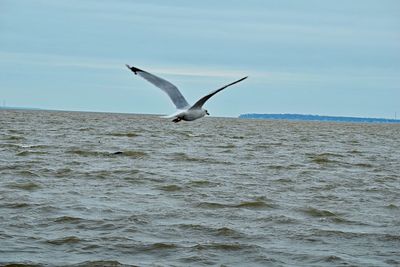 Bird flying over sea against sky