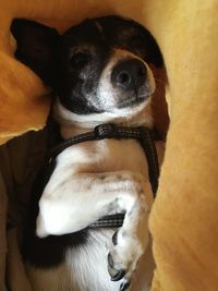 Close-up portrait of dog looking away