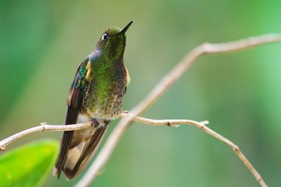 Close-up of bird perching on branch