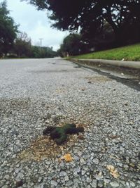 Surface level of road along trees