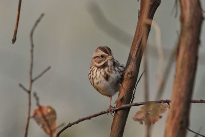 Close-up of bird perching on branch