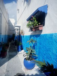 Potted plants against blue sky