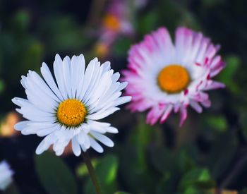 Close-up of white daisy