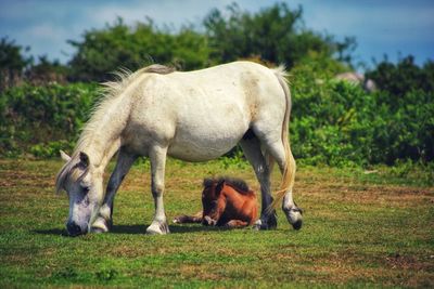 Horses grazing in a field