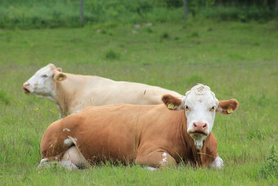 Horse grazing on grassy field