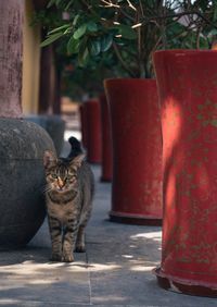 Cat sitting outdoors