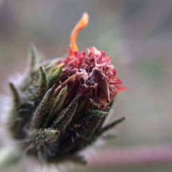 Close-up of wilted flower