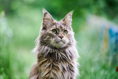 Maine coon cat portrait in garden. adult cute tortoiseshell cat,  grass background. big feline breed