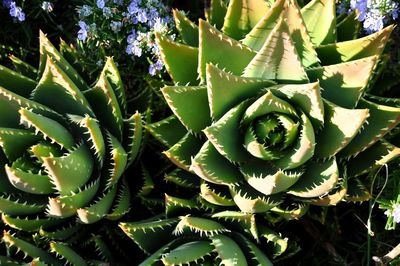 Close-up of succulent plant