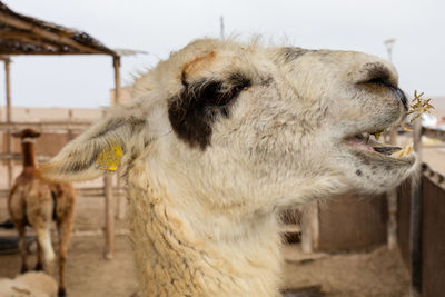 Close-up of a horse