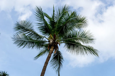 Low angle view of palm tree against sky