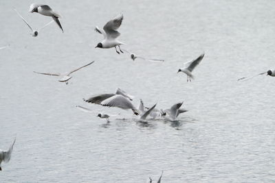 Seagulls flying over lake