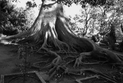 Tree roots in forest