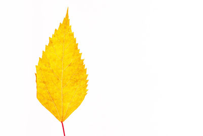 Close-up of yellow leaf on white background