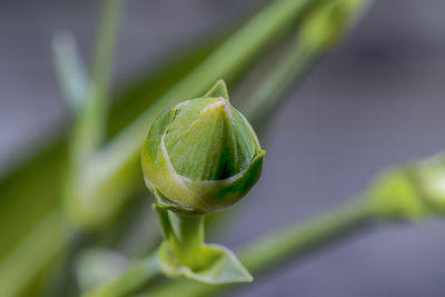 Close-up of lemon growing on plant