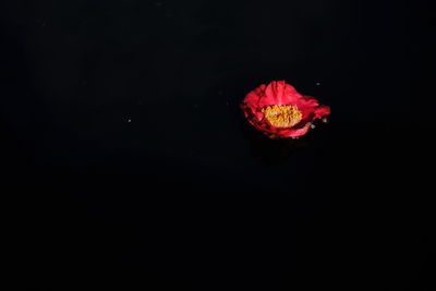 Close-up of red rose against black background