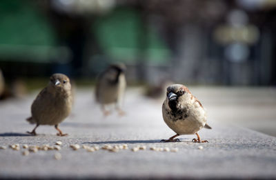 Close-up of birds on the wall