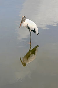 High angle view of fish in lake