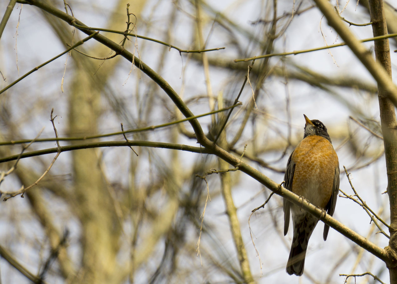 American robin