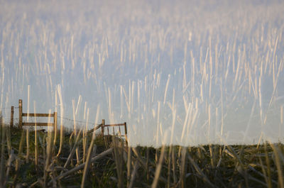 Plants growing on grass against sky