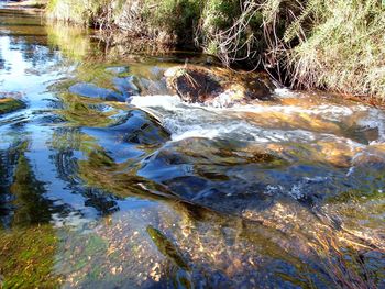 Scenic view of stream in forest